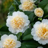CAMELLIA JAPONICA BRUSFIELD´S YELLOW kont 5 / 60-70 - Kamélia JAPONICA BRUSFIELD´S YELLOW
