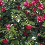 CAMELLIA JAPONICA LADY CAMPBELL kont 5 / 60-70 - Kamélia JAPONICA LADY CAMPBELL
