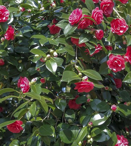 CAMELLIA JAPONICA LADY CAMPBELL kont 5 / 60-70