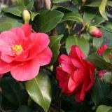CAMELLIA JAPONICA MARY WILLIAMS kont 5 / 60-70 - Kamélia JAPONICA MARY WILLIAMS