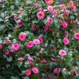CAMELLIA JAPONICA (druhy) kont 3