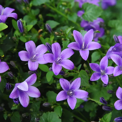 CAMPANULA (druhy)