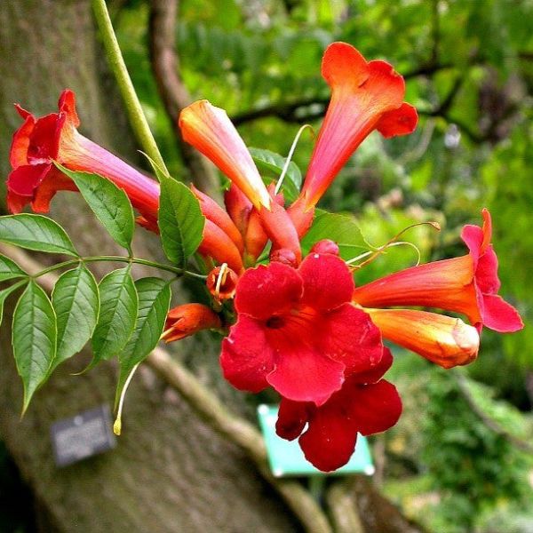 Campsis Radicans (Druhy) Kont 2 / 50-60 - Trúbkovec Radicans