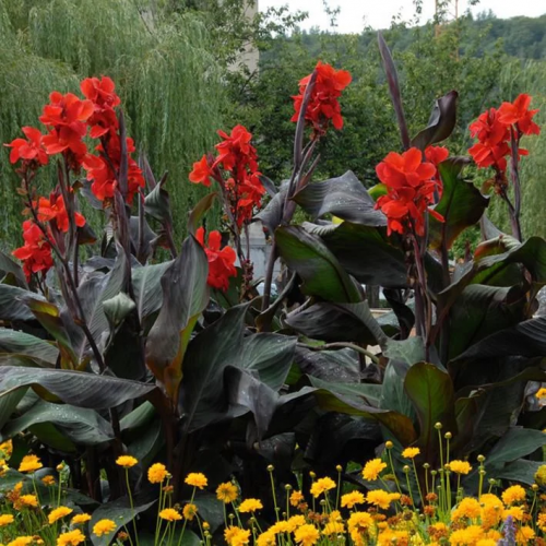 CANNA kont 2 / 20-30