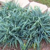 CAREX BUNNY BLUE kont 2 - Ostrica BUNNY BLUE