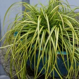 CAREX EVERSHEEN kont 5 - Ostrica EVERSHEEN