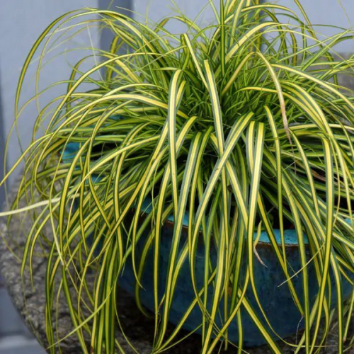 CAREX EVERSHEEN kont 5