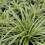 CAREX (druhy) kont P9 - Ostrica
