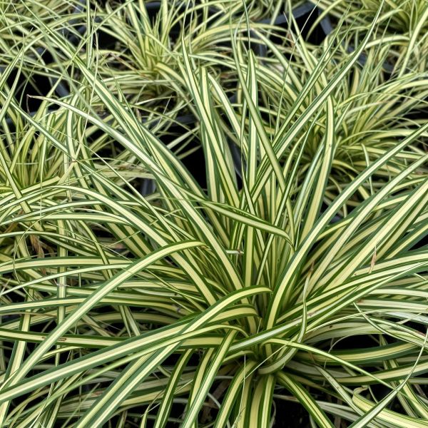 Carex (Druhy) Kont P9 - Ostrica