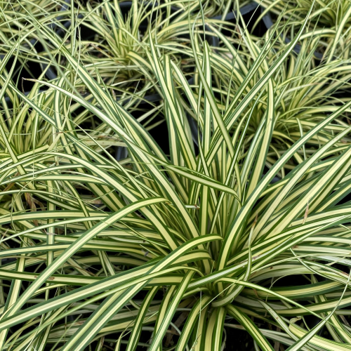 CAREX (druhy) kont P9