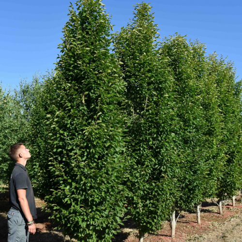CARPINUS BETULUS FASTIGIATA