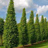 CARPINUS BETULUS FRANS FONTAINE kont  / 200-250 - Hrab OBYČAJNÝ FRANS FONTAINE