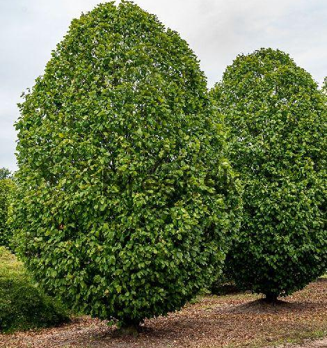 CARPINUS BETULUS MONUMENTALIS