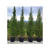 CARPINUS BETULUS PYRAMIDALIS kont 35 / 08-10 / štandard - Hrab OBYČAJNÝ  PYRAMIDALIS