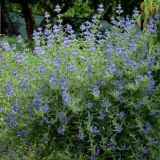 CARYOPTERIS CLANDONENSIS HEAVENLY BLUE kont 2 / 30-40 - Bradavec CLANDONENSIS HEAVENLY BLUE