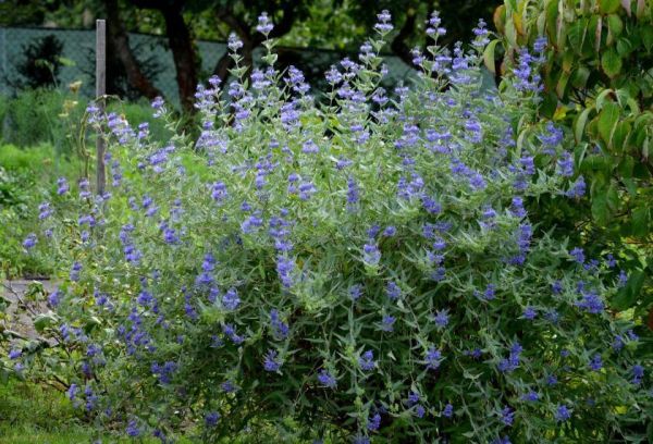 Caryopteris Clandonensis Heavenly Blue Kont 2 / 30-40 - Bradavec Clandonensis Heavenly Blue