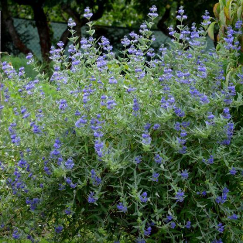 CARYOPTERIS CLANDONENSIS HEAVENLY BLUE kont 2 / 30-40