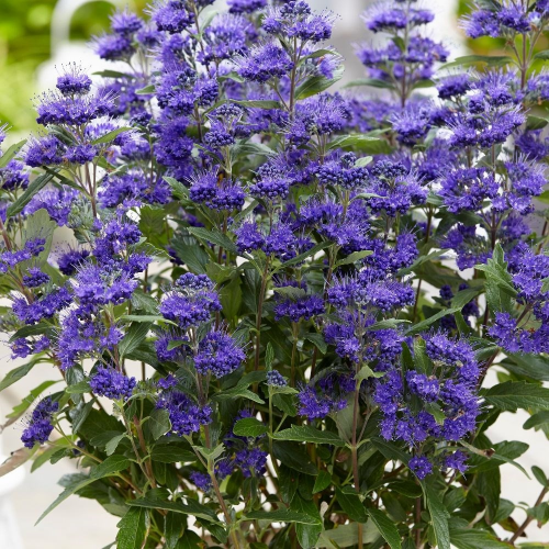 CARYOPTERIS CLANDONENSIS INOVERIS kont / 60-80