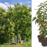 CASTANEA SATIVA BOUCHE DE BETIZAC - Gaštan JEDLÝ BOUCHE DE BETIZAC