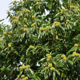 CASTANEA SATIVA kont 2 / 30-40 - Gaštan jedlý