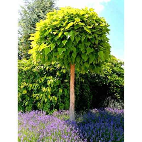 CATALPA BUNGEI NANA