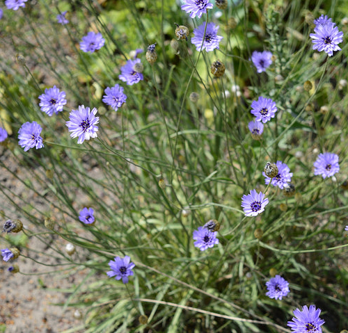 CATANANCHE (druhy) kont P9