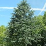 CEDRUS ATLANTICA GLAUCA - Céder ATLANTSKÝ GLAUCA