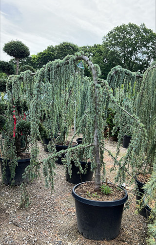 CEDRUS ATLANTICA GLAUCA PENDULA