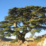 CEDRUS LIBANI - Céder LIBANONSKÝ