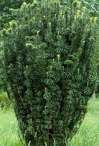 CEPHALOTAXUS HARRINGTONIA FASTIGIATA kont 20 / 100-120