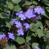 CERATOSTIGMA (druhy) kont P9 - Rohoblizník