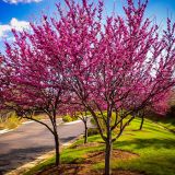 CERCIS CANADENSIS APPALACHIAN RED kont 30 / 200+ - Judášovec CANADENSIS APPALANCHIAN RED