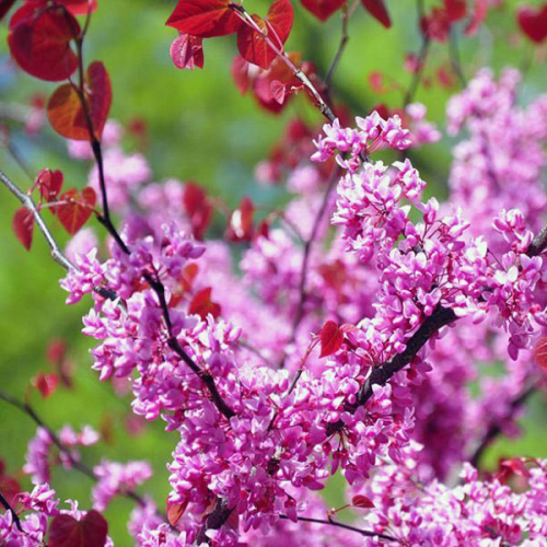 CERCIS CANADENSIS FOREST PANSY kont 20 / 175-200