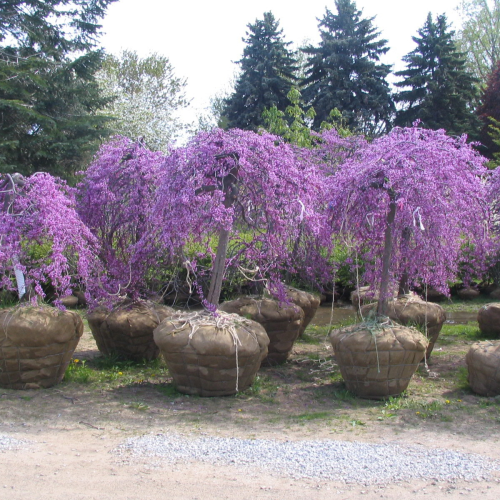 CERCIS CANADENSIS LAVENDER TWIST