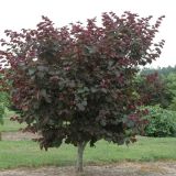 CERCIS CANADENSIS MERLOT ® - Judášovec CANADENSIS MERLOT