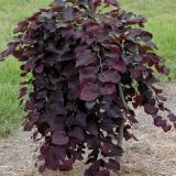 CERCIS CANADENSIS RUBY FALLS ® - Judášovec CANADENSIS RUBY FALLS