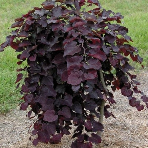 CERCIS CANADENSIS RUBY FALLS ®