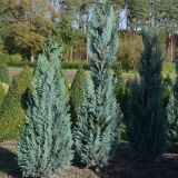 CHAMAECYPARIS LAWSONIANA COLUMNARIS -