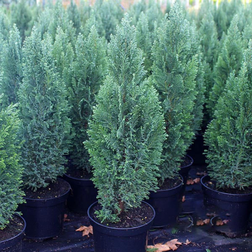 CHAMAECYPARIS LAWSONIANA ELWOODI kont 2