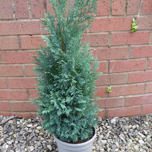 CHAMAECYPARIS LAWSONIANA ELWOODI kont 2