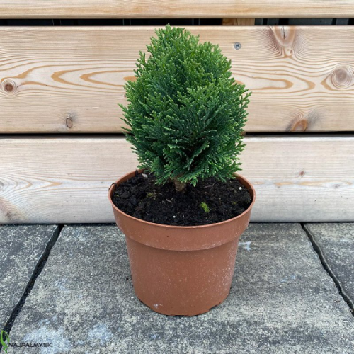 CHAMAECYPARIS LAWSONIANA MINIMA GLAUCA kont 2