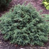 CHAMAECYPARIS LAWSONIANA THARANDTENSIS CEASIA kont 2