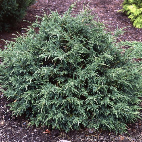 CHAMAECYPARIS LAWSONIANA THARANDTENSIS CEASIA kont 2,5 / 15-20