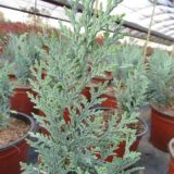 CHAMAECYPARIS LAWSONIANA VAN PELT´S BLUE kont / 80-100 - Cypruštek LAWSONOV VAN PELT´S BLUE