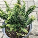 CHAMAECYPARIS OBTUSA CHIRIMEN kont 3 / 25+ - Cypruštek TUPOLISTÝ CHIRIMEN