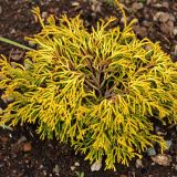 CHAMAECYPARIS OBTUSA GITTE kont 2