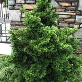 CHAMAECYPARIS OBTUSA NANA GRACILIS - Cypruštek TUPOLISTÝ NANA GRACILIS