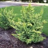 CHAMAECYPARIS OBTUSA TEDDY BEAR kont - Cypruštek TUPOLISTÝ TEDDY BEAR