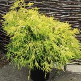 CHAMAECYPARIS PISIFERA FILIFERA AUREA - Cypruštek HRACHONOSNÝ FILIFERA AUREA