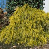 CHAMAECYPARIS  PISIFERA FILIFERA AUREA kont 2 - Cypruštek HRACHONOSNÝ PISIFERA FILIFERA AUREA